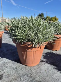 Lavanda 30 V. 30 cm - Riviera Quality Società Agricola Cooperativa