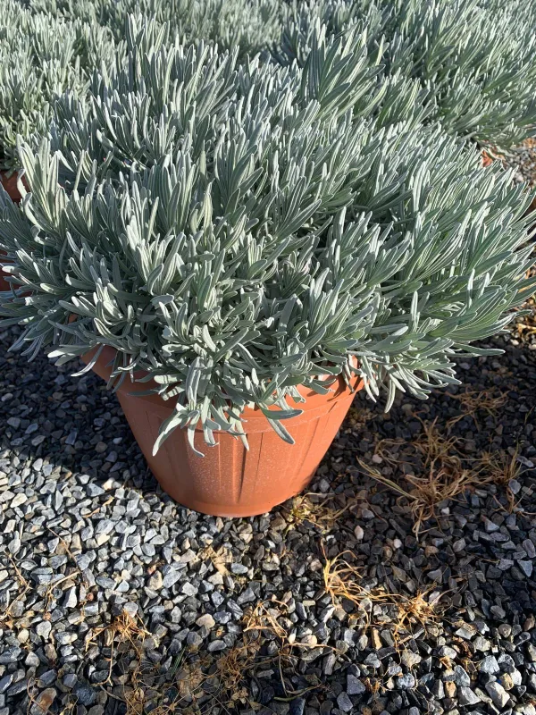 Lavanda 35 V. 35 cm - Riviera Quality Società Agricola Cooperativa