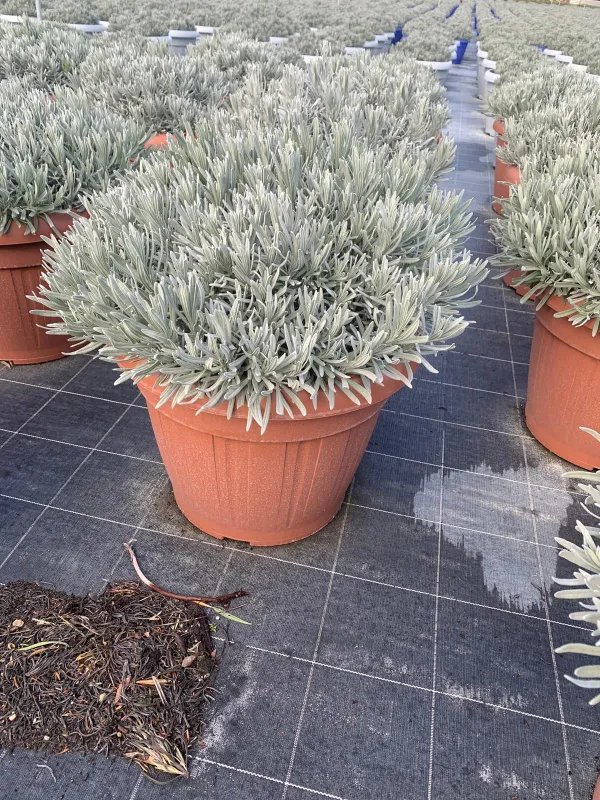 Lavanda 45 V. 45 cm - Riviera Quality Società Agricola Cooperativa