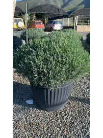 Lavanda 65 V. 65 cm - Riviera Quality Società Agricola Cooperativa