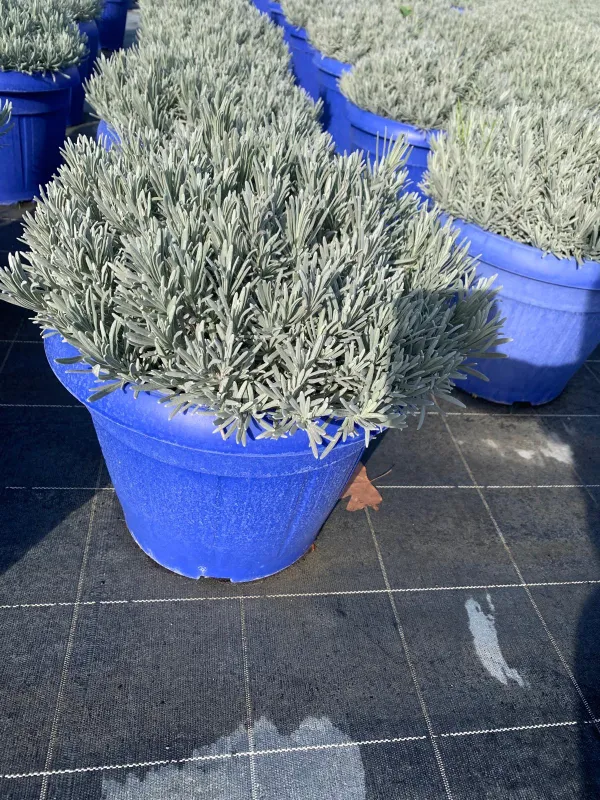 Lavanda x interm. (lavandino) 35 V. 35 cm - Riviera Quality Società Agricola Cooperativa