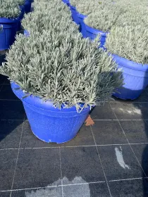 Lavanda x interm. (lavandino) 35 V. 35 cm - Riviera Quality Società Agricola Cooperativa