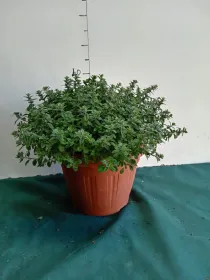 Maggiorana 30 V. 30 cm - Riviera Quality Società Agricola Cooperativa