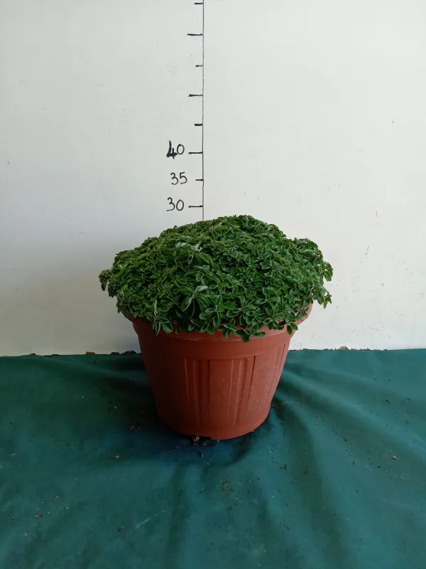 Origano 30 V. 30 cm - Riviera Quality Società Agricola Cooperativa