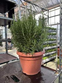 Rosmarino 30 V. 30 cm - Riviera Quality Società Agricola Cooperativa