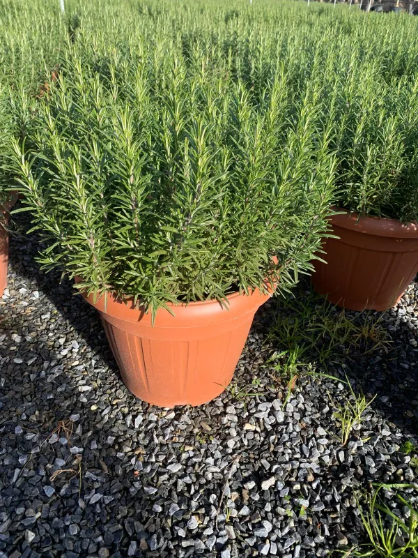 Rosmarino 35 V. 35 cm - Riviera Quality Società Agricola Cooperativa