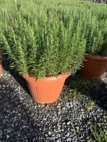 Rosmarino 35 V. 35 cm - Riviera Quality Società Agricola Cooperativa