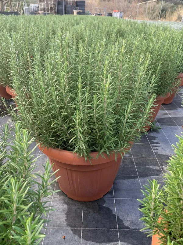 Rosmarino 45 V. 45 cm - Riviera Quality Società Agricola Cooperativa