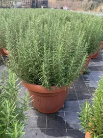 Rosmarino 45 V. 45 cm - Riviera Quality Società Agricola Cooperativa