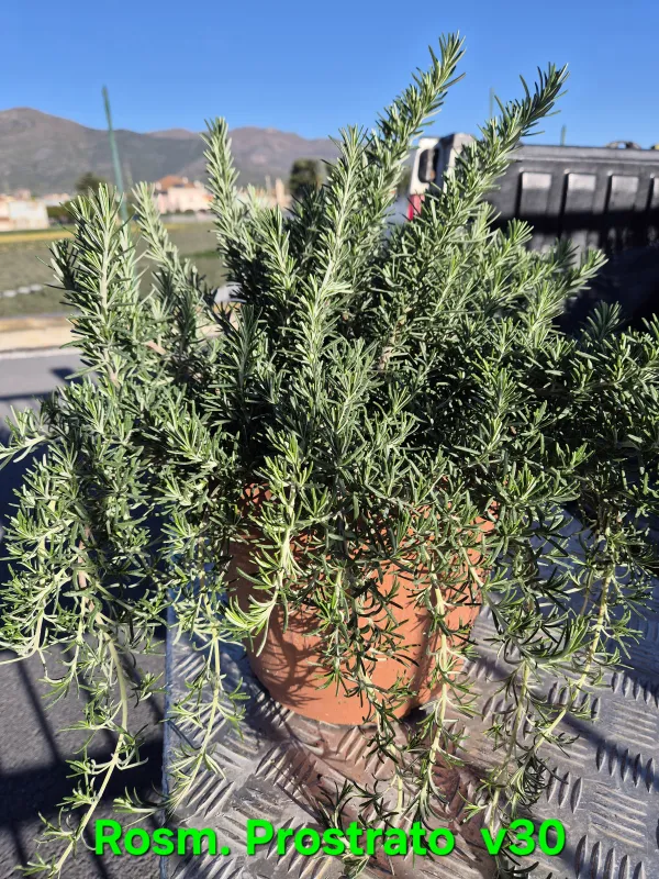 Rosmarino prostrato 30 V. 30 cm - Riviera Quality Società Agricola Cooperativa