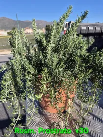 Rosmarino prostrato 30 V. 30 cm - Riviera Quality Società Agricola Cooperativa