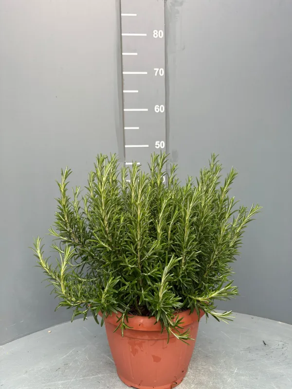 Rosmarino prostrato 35 V. 35 cm - Riviera Quality Società Agricola Cooperativa