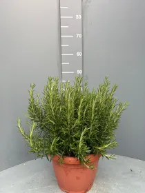 Rosmarino prostrato 35 V. 35 cm - Riviera Quality Società Agricola Cooperativa