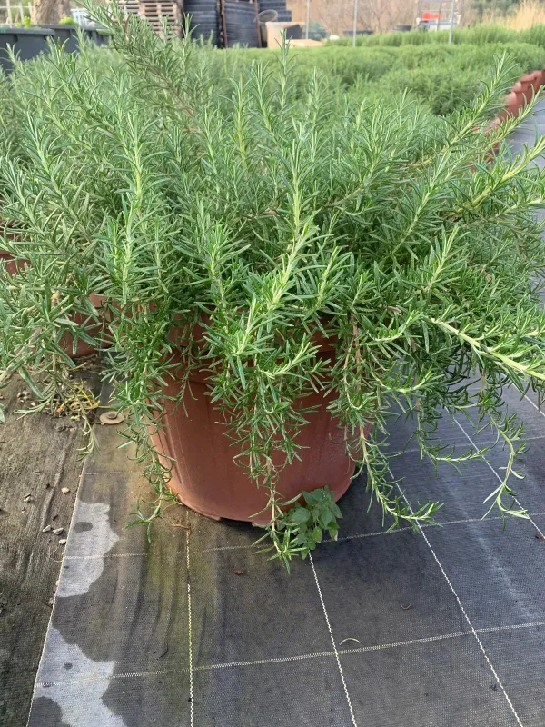 Rosmarino prostrato 45 V. 45 cm - Riviera Quality Società Agricola Cooperativa