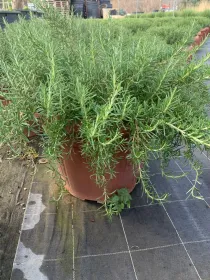 Rosmarino prostrato 45 V. 45 cm - Riviera Quality Società Agricola Cooperativa