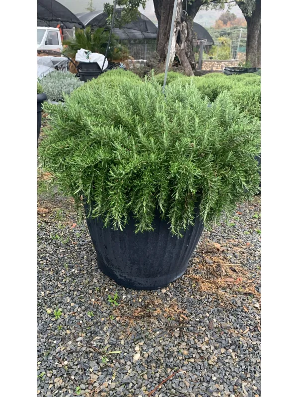 Rosmarino prostrato 65 V. 65 cm - Riviera Quality Società Agricola Cooperativa