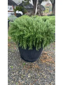 Rosmarino prostrato 65 V. 65 cm - Riviera Quality Società Agricola Cooperativa