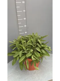 Salvia 30 V. 30 cm - Riviera Quality Società Agricola Cooperativa