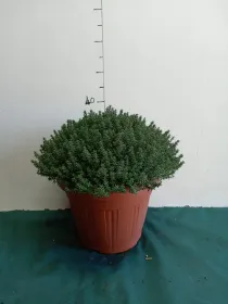 Timo 30 V. 30 cm - Riviera Quality Società Agricola Cooperativa