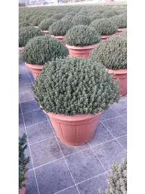 Timo 35 V. 35 cm - Riviera Quality Società Agricola Cooperativa