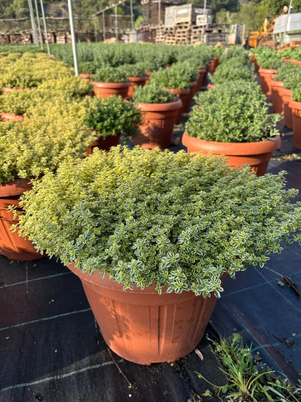 Timo aureo 35 V. 35 cm - Riviera Quality Società Agricola Cooperativa