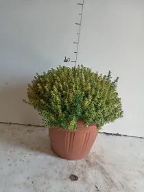 Timo aureo lemon 30 V. 30 cm - Riviera Quality Società Agricola Cooperativa