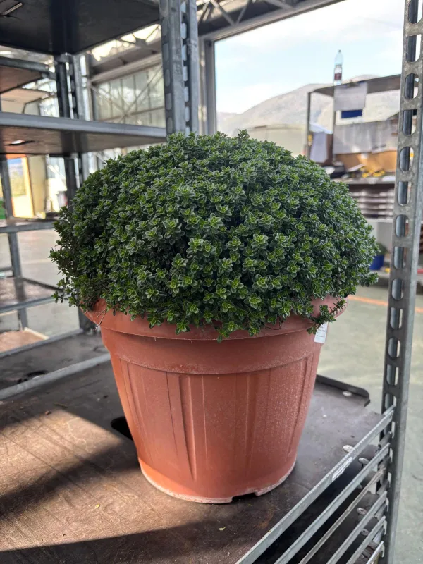 Timo citriodoro 35 V. 35 cm - Riviera Quality Società Agricola Cooperativa