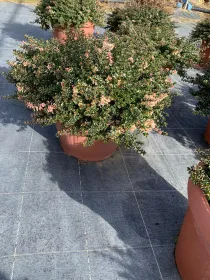 Timo foxlay 30 V. 30 cm - Riviera Quality Società Agricola Cooperativa