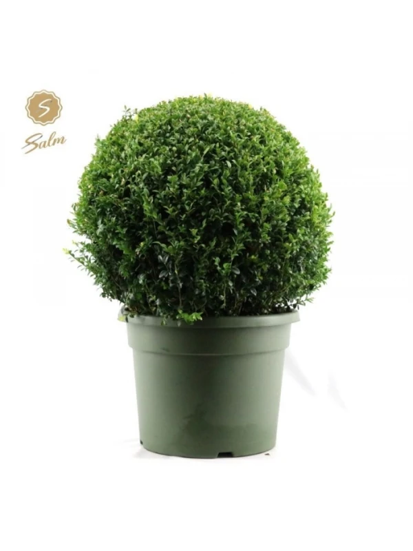 Buxus sempervirens