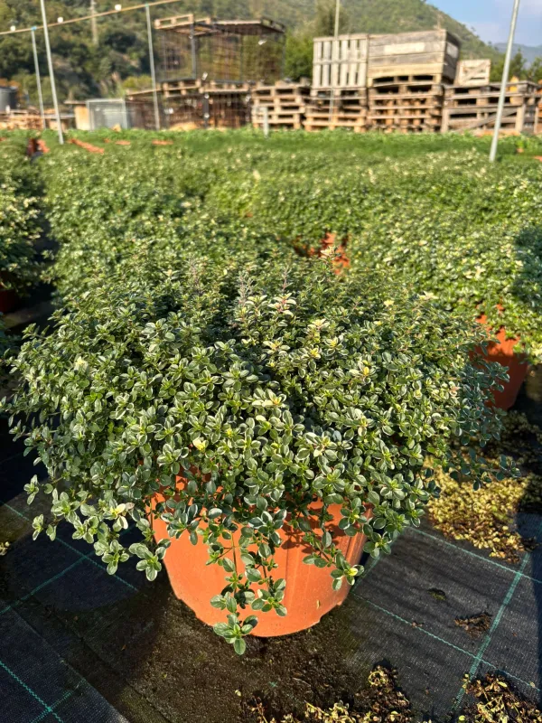 Timo foxlay 35 V. 35 cm - Riviera Quality Società Agricola Cooperativa