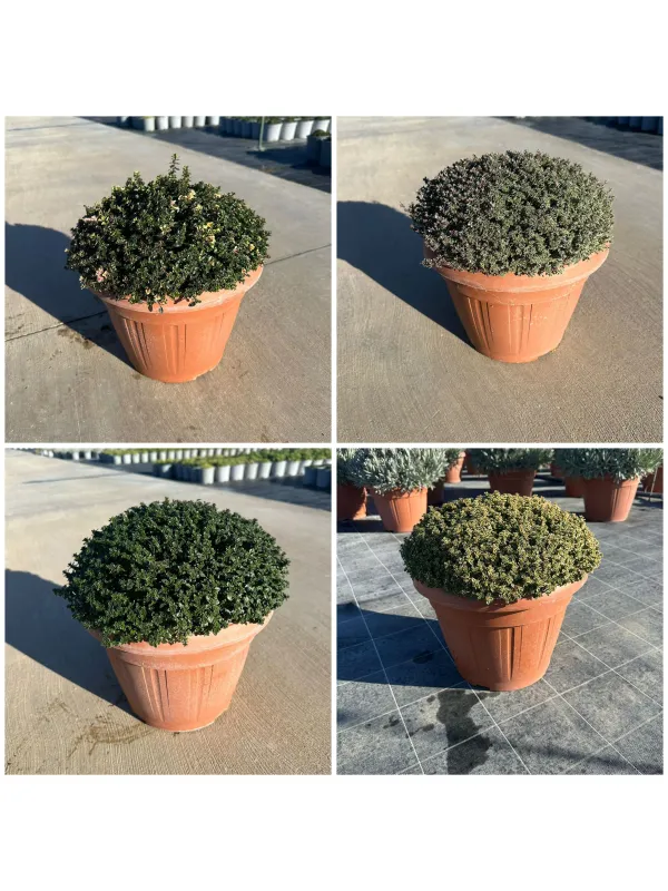 Timo mix 30 V. 30 cm - Riviera Quality Società Agricola Cooperativa