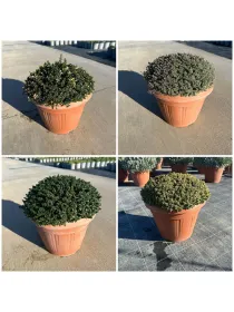 Timo mix 30 V. 30 cm - Riviera Quality Società Agricola Cooperativa