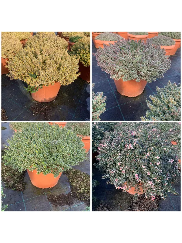 Timo mix 35 V. 35 cm - Riviera Quality Società Agricola Cooperativa