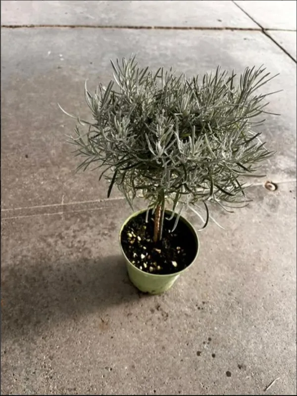 Helichrysum italicum alb. 14 V. 14 cm - Riviera Quality Società Agricola Cooperativa