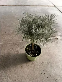 Helichrysum italicum alb. 14 V. 14 cm - Riviera Quality Società Agricola Cooperativa