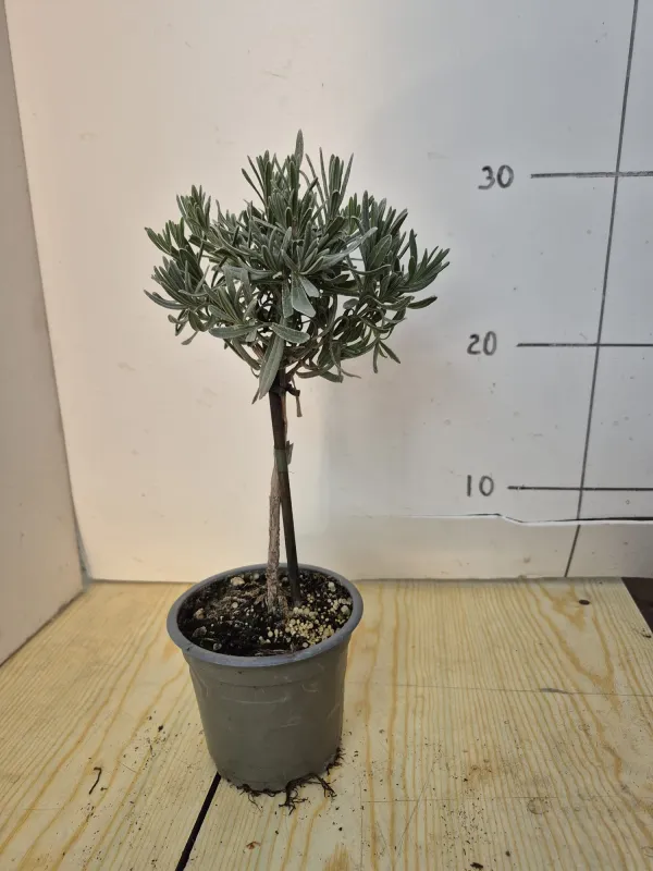 Lavanda alb. 10 V. 10 cm - Riviera Quality Società Agricola Cooperativa