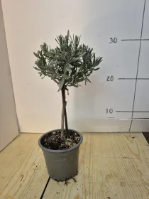 Lavanda alb. 10 V. 10 cm - Riviera Quality Società Agricola Cooperativa