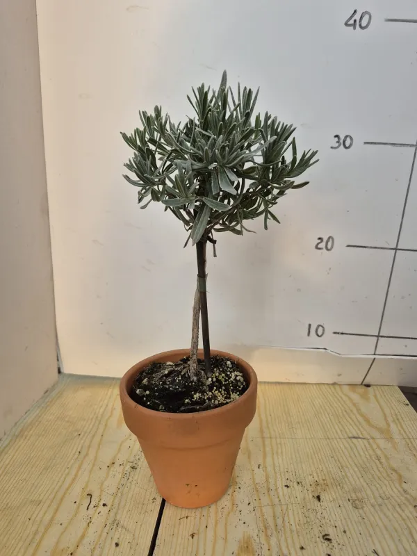 Lavanda alb. 11 vaso coccio V. 10 cm - Riviera Quality Società Agricola Cooperativa