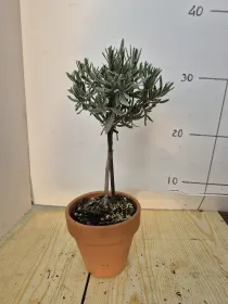 Lavanda alb. 11 vaso coccio V. 10 cm - Riviera Quality Società Agricola Cooperativa