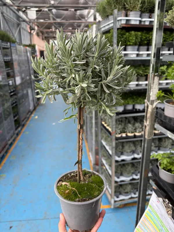 Lavanda alb. 14 V. 14 cm - Riviera Quality Società Agricola Cooperativa