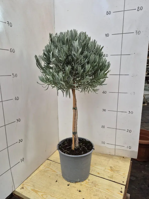 Lavanda alb. 18 V. 18 cm - Riviera Quality Società Agricola Cooperativa