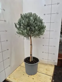 Lavanda alb. 18 V. 18 cm - Riviera Quality Società Agricola Cooperativa