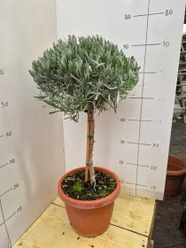 Lavanda alb. 24 V. 24 cm - Riviera Quality Società Agricola Cooperativa