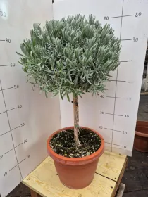 Lavanda alb. 30 V. 30 cm - Riviera Quality Società Agricola Cooperativa