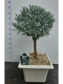 Lavanda alb.v23x23 bonsai V. 23 cm - Riviera Quality Società Agricola Cooperativa
