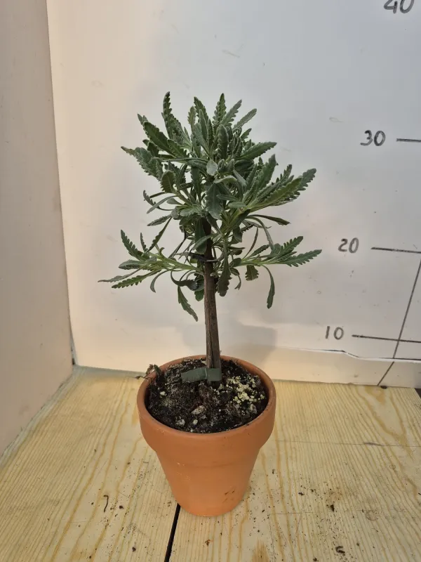 Lavanda dentata alb. 11 cocico V. 10 cm - Riviera Quality Società Agricola Cooperativa