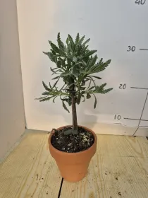 Lavanda dentata alb. 11 cocico V. 10 cm - Riviera Quality Società Agricola Cooperativa