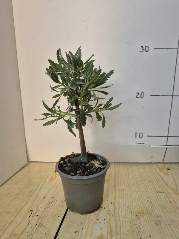 Lavanda dentata alb.v10 V. 10 cm - Riviera Quality Società Agricola Cooperativa