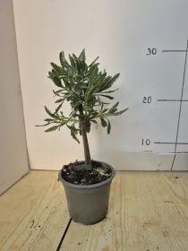 Lavanda dentata alb.v10 V. 10 cm - Riviera Quality Società Agricola Cooperativa