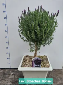 Lavanda stoechas alb.v23x23 bonsai V. 23 cm - Riviera Quality Società Agricola Cooperativa